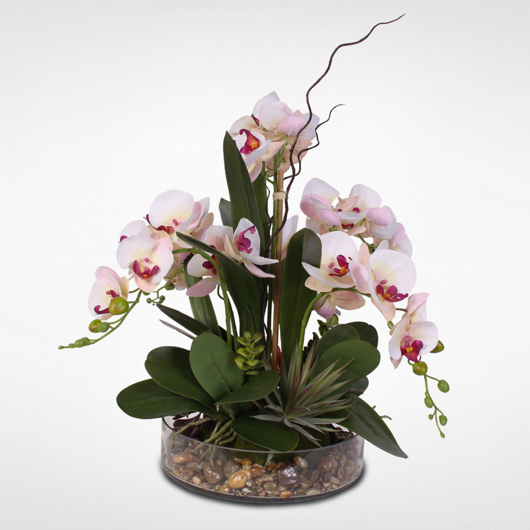 Primrue Silk Phalaenopsis Orchids Floral Arrangement in Pot & Reviews